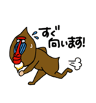 となりのマンドリル 日常スタンプ(丁寧語)（個別スタンプ：15）