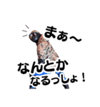 U-DASHスタンプ【知る人ぞ知るver.】（個別スタンプ：40）