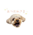 わが家のこむぎPart5（個別スタンプ：4）