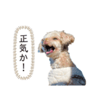 わが家のこむぎPart5（個別スタンプ：11）