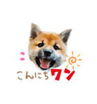 しばいぬみかちゃんスタンプ（個別スタンプ：1）