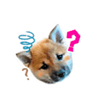 しばいぬみかちゃんスタンプ（個別スタンプ：2）