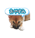 しばいぬみかちゃんスタンプ（個別スタンプ：6）