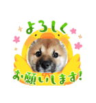 しばいぬみかちゃんスタンプ（個別スタンプ：8）