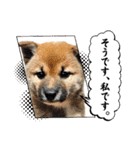 しばいぬみかちゃんスタンプ（個別スタンプ：9）