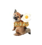 しばいぬみかちゃんスタンプ（個別スタンプ：15）