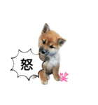 しばいぬみかちゃんスタンプ（個別スタンプ：17）