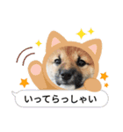 しばいぬみかちゃんスタンプ（個別スタンプ：19）