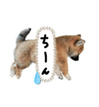 しばいぬみかちゃんスタンプ（個別スタンプ：20）