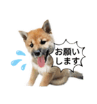 しばいぬみかちゃんスタンプ（個別スタンプ：21）
