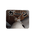 猫のイト・トロ！（個別スタンプ：2）