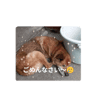 愛犬ジョニー(^O^)／（個別スタンプ：5）