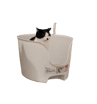 まるちゃん 文字なし（個別スタンプ：5）