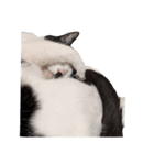 まるちゃん 文字なし（個別スタンプ：11）
