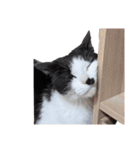 まるちゃん 文字なし（個別スタンプ：39）