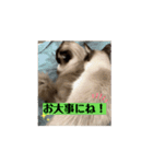 【日常挨拶】動く！ラグドールのたぬとこ1（個別スタンプ：10）