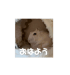 動くむなハム。（個別スタンプ：5）