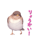 日使える鳥スタンプ - シロハラ（個別スタンプ：3）