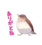 日使える鳥スタンプ - シロハラ（個別スタンプ：4）