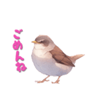 日使える鳥スタンプ - シロハラ（個別スタンプ：5）