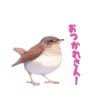 日使える鳥スタンプ - シロハラ（個別スタンプ：6）