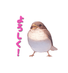 日使える鳥スタンプ - シロハラ（個別スタンプ：12）