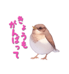 日使える鳥スタンプ - シロハラ（個別スタンプ：14）