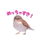 日使える鳥スタンプ - シロハラ（個別スタンプ：17）