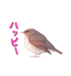 日使える鳥スタンプ - シロハラ（個別スタンプ：18）