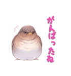 日使える鳥スタンプ - シロハラ（個別スタンプ：22）