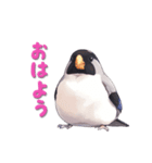 毎日使える鳥スタンプ - イカル（個別スタンプ：1）