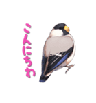 毎日使える鳥スタンプ - イカル（個別スタンプ：2）