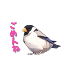 毎日使える鳥スタンプ - イカル（個別スタンプ：5）