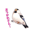 毎日使える鳥スタンプ - イカル（個別スタンプ：6）