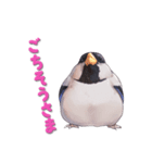 毎日使える鳥スタンプ - イカル（個別スタンプ：10）