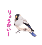 毎日使える鳥スタンプ - イカル（個別スタンプ：11）