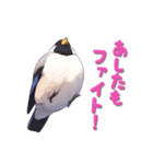 毎日使える鳥スタンプ - イカル（個別スタンプ：13）