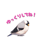 毎日使える鳥スタンプ - イカル（個別スタンプ：14）