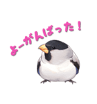 毎日使える鳥スタンプ - イカル（個別スタンプ：15）