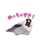 毎日使える鳥スタンプ - イカル（個別スタンプ：17）