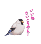 毎日使える鳥スタンプ - イカル（個別スタンプ：18）
