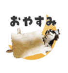 可愛いくろロングチワワの日常スタンプ（個別スタンプ：15）
