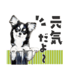 可愛いくろロングチワワの日常スタンプ（個別スタンプ：18）