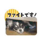 可愛いくろロングチワワの日常スタンプ（個別スタンプ：26）