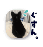 可愛いくろロングチワワの日常スタンプ（個別スタンプ：29）