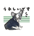 可愛いくろロングチワワの日常スタンプ（個別スタンプ：39）