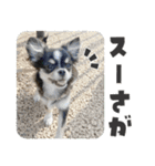 可愛いくろロングチワワの日常スタンプ（個別スタンプ：40）