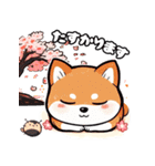 春の挨拶♪しばいぬの「すやきち」（個別スタンプ：15）