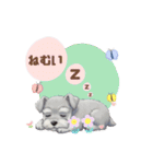シュナウザー カラフルスタンプ 春＆日常編（個別スタンプ：1）