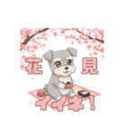シュナウザー カラフルスタンプ 春＆日常編（個別スタンプ：31）